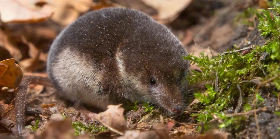 Fish是鱼，Wife是妻子，那你知道Fishwife是什么意思吗?