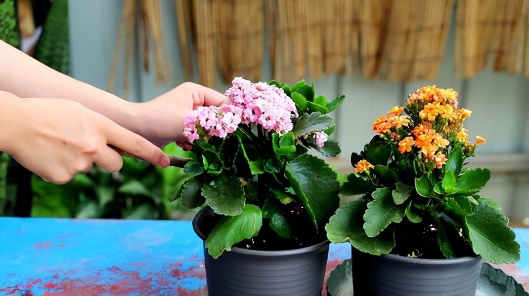 用酵母粉兑水浇花行吗,用酵母粉养花