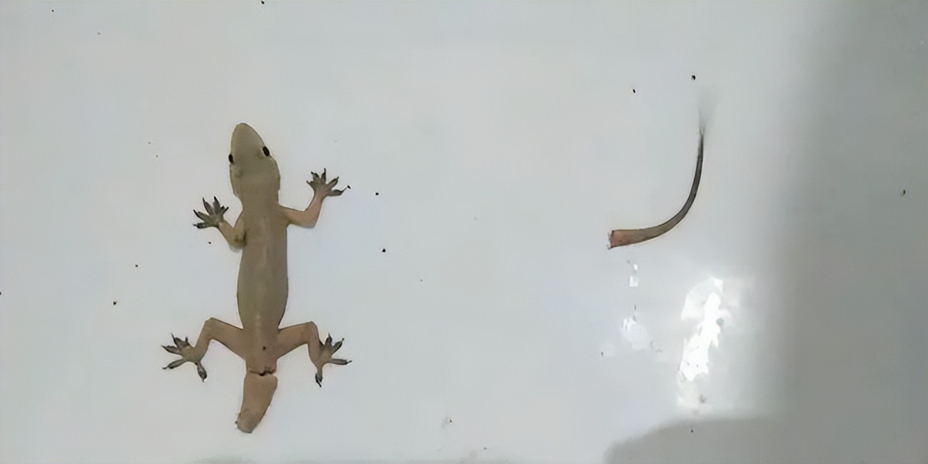 壁虎不是益虫吗为什么是五毒之一,壁虎既然是益虫为什么还是五毒