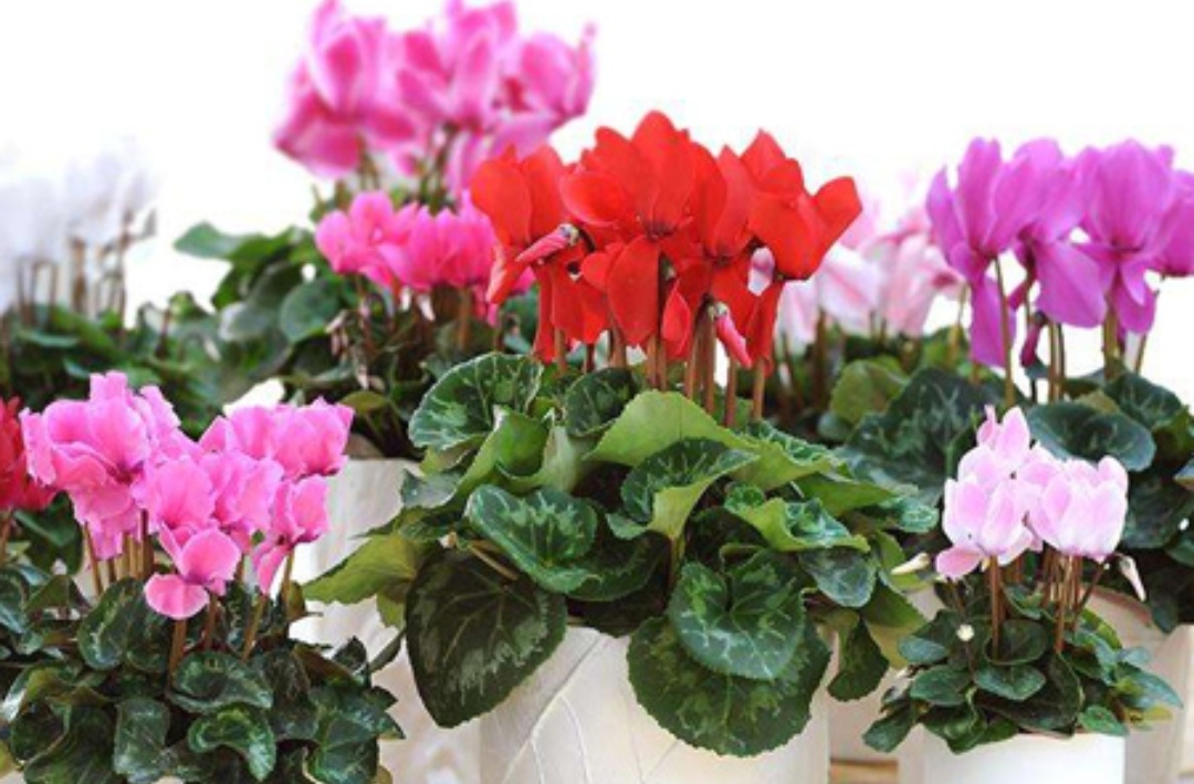 适合室内养的花卉净化空气图片,在家养什么花开花香又好看