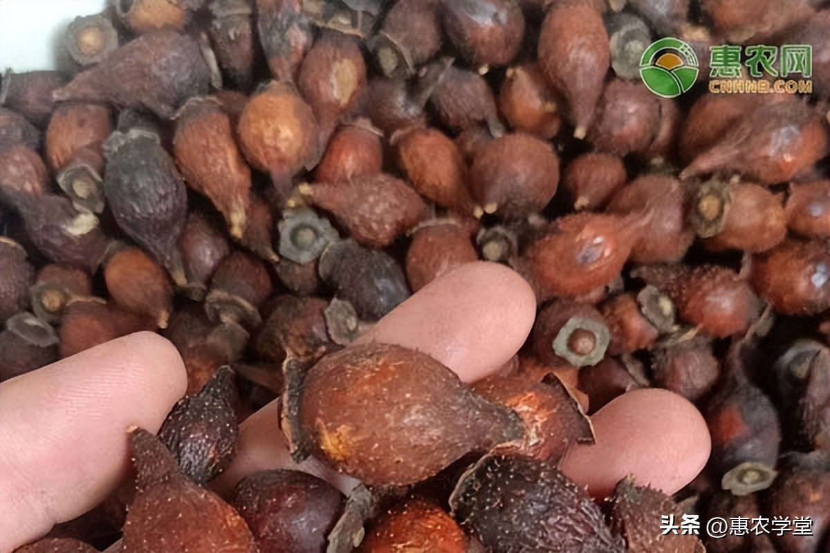 安国金樱子价格多少一斤,22年金樱子根多少钱一斤图片