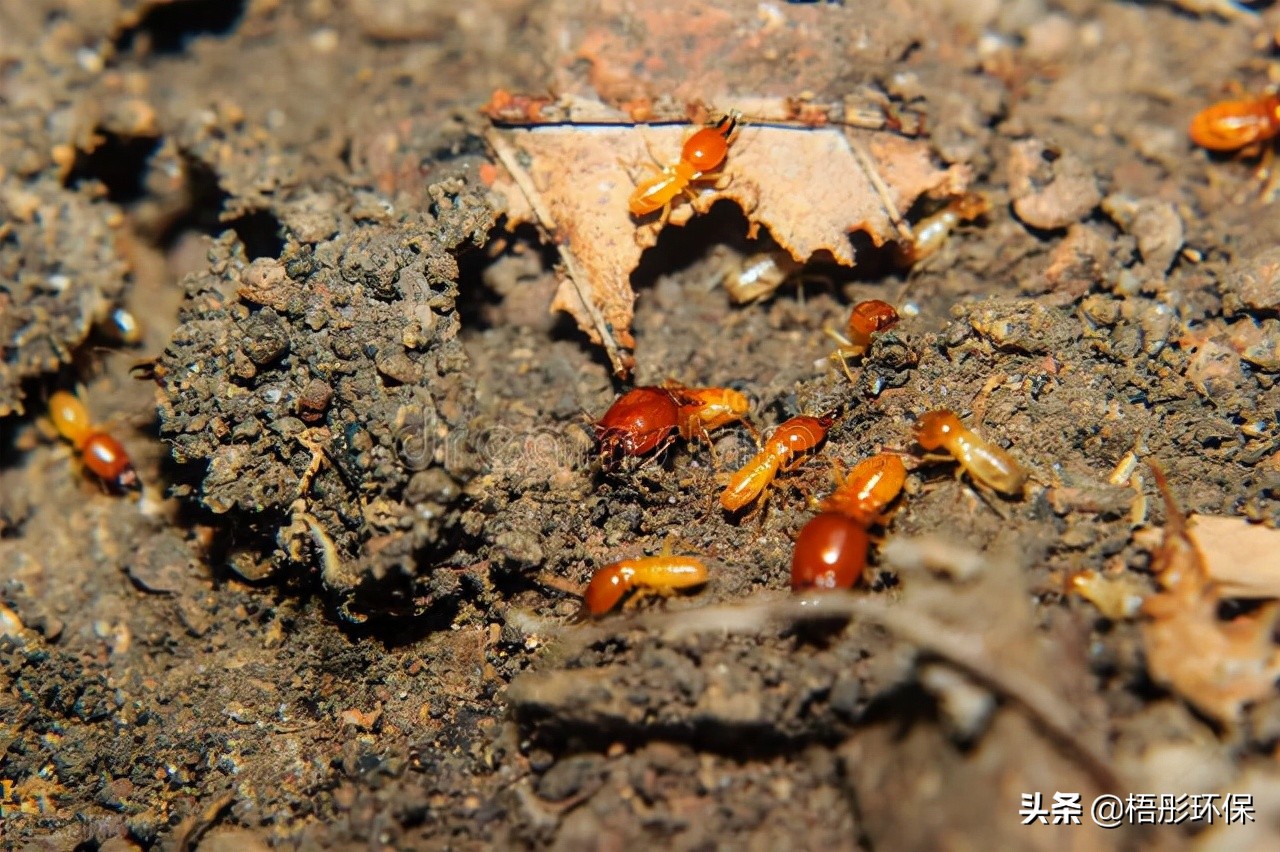 瑁呬慨鐧借殎闃叉不鏀惰垂,鐧借殎闃叉不鑽墿鐏潃娉ㄦ剰浜嬮」