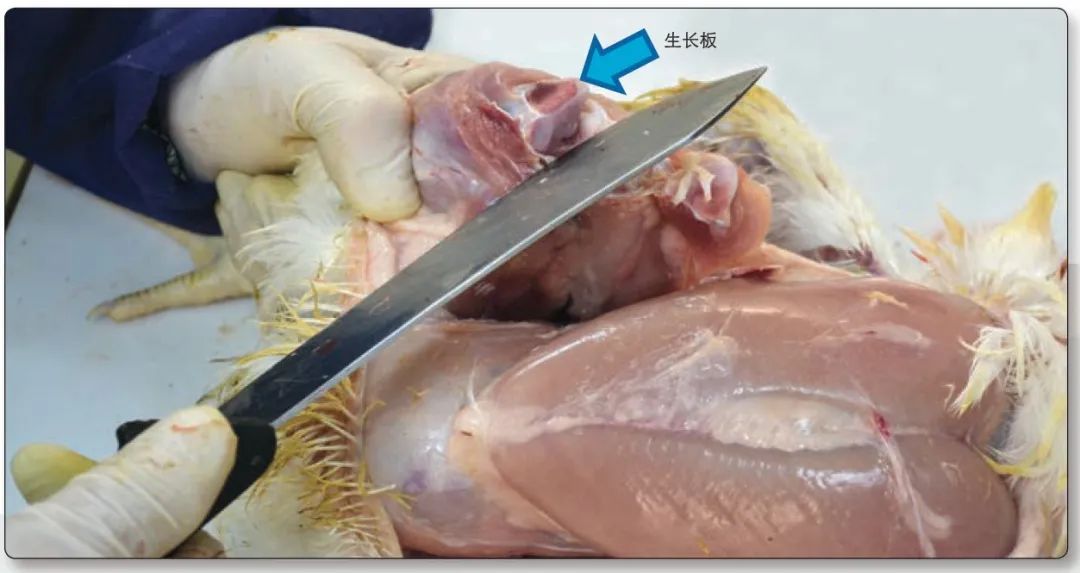 肉鸡解剖及病变特点,肉鸡解剖教学