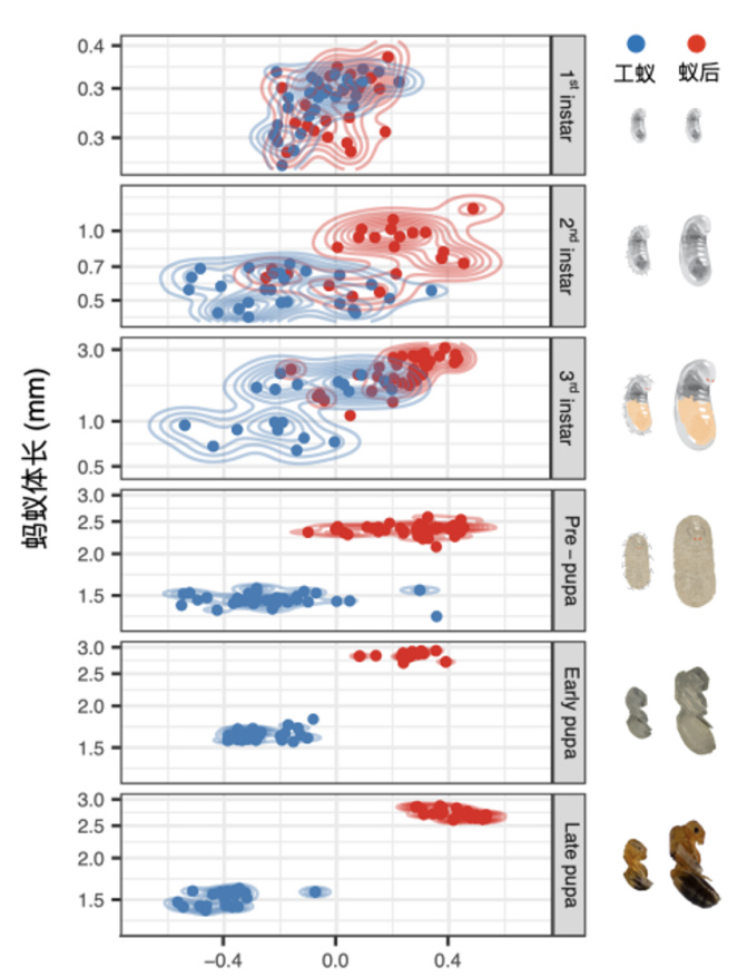 蚁巢的内部结构是什么样的,蚁巢由什么组成的
