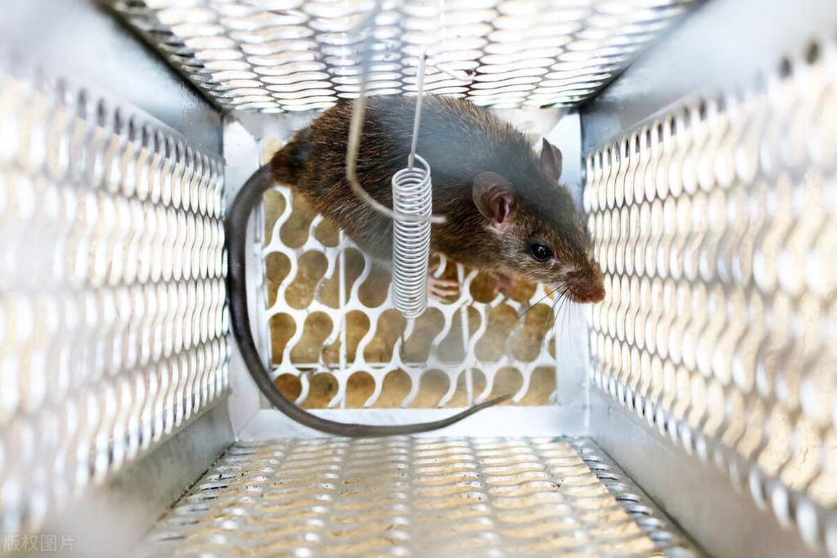 灭老鼠最有效的13个方法推荐,灭鼠灭虫最好的方法