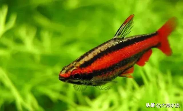 新手必养灯科鱼,灯科群游
