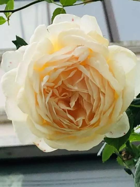 夏花开得最标准的月季花品种,月季色彩艳丽千姿百态