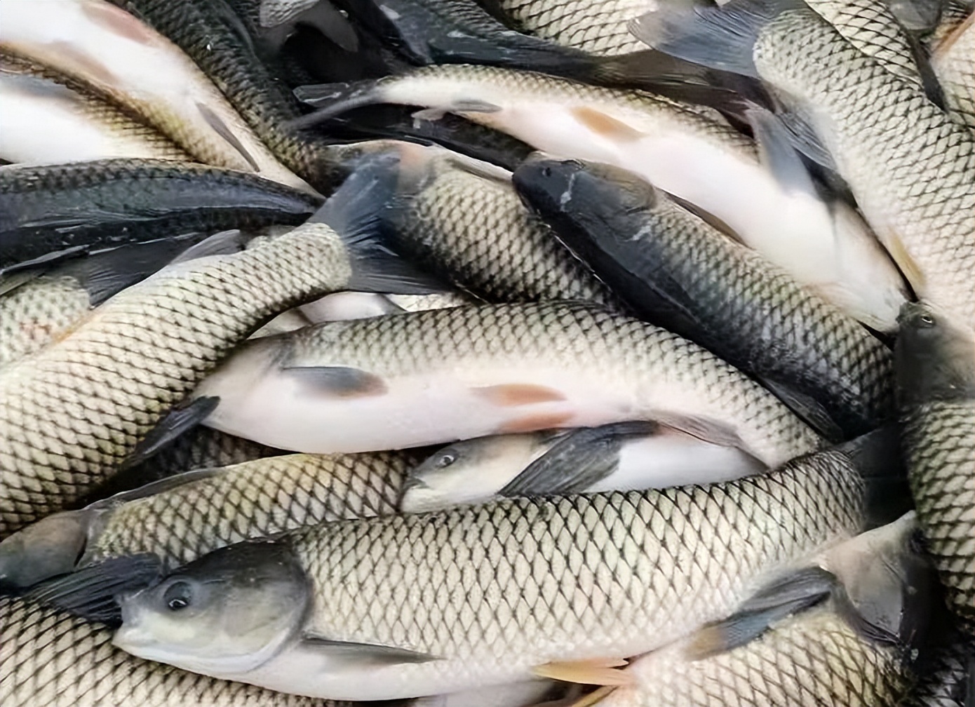 鲩鱼和脆肉鲩有什么区别,脆肉鲩除了草鱼还有其他鱼吗