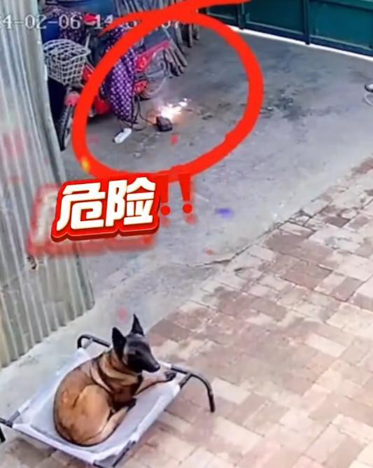 火灾应急救援方法,火灾中犬救主人