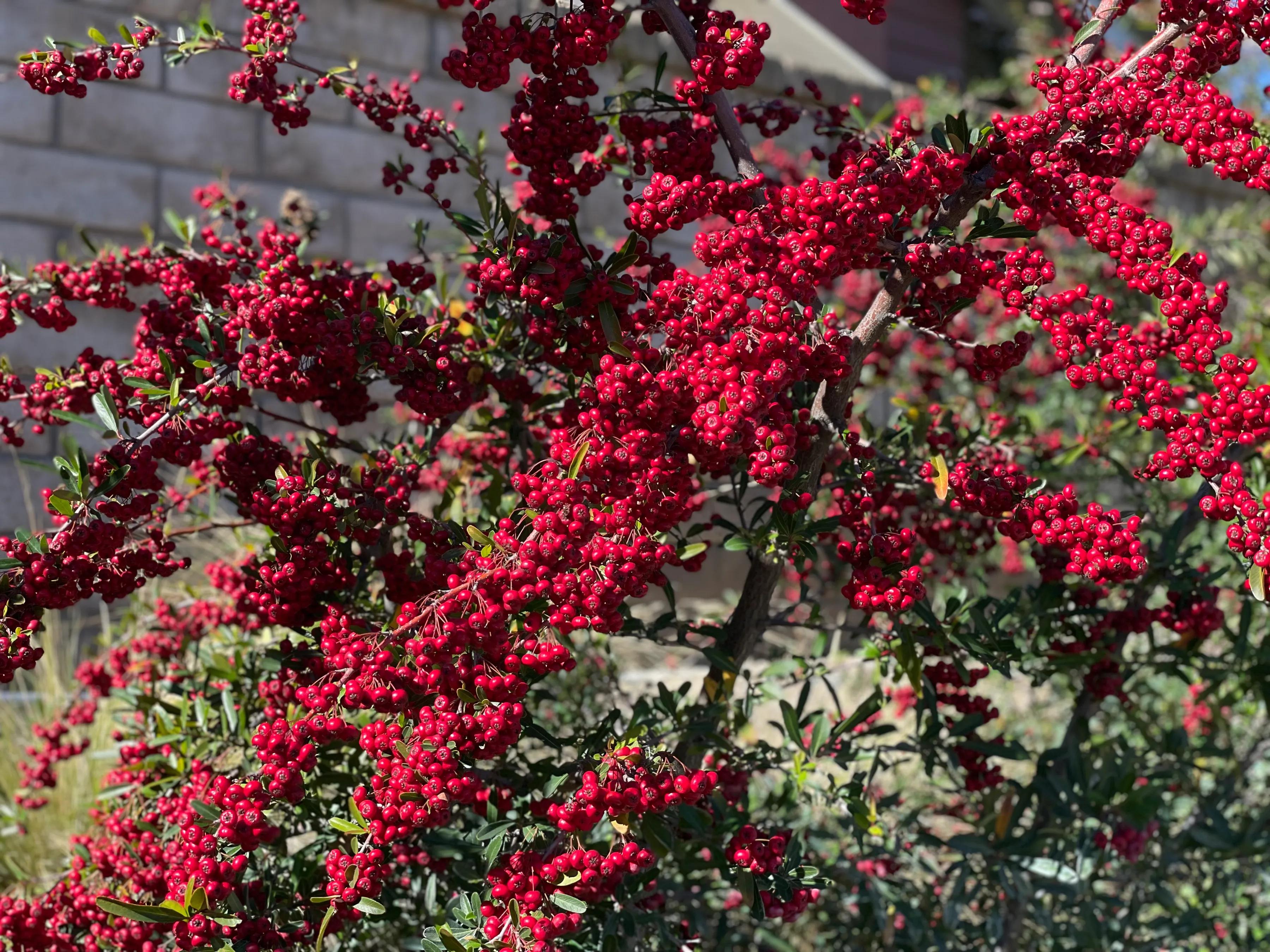大乔和小乔的故事,大乔和小乔的故事王者荣耀