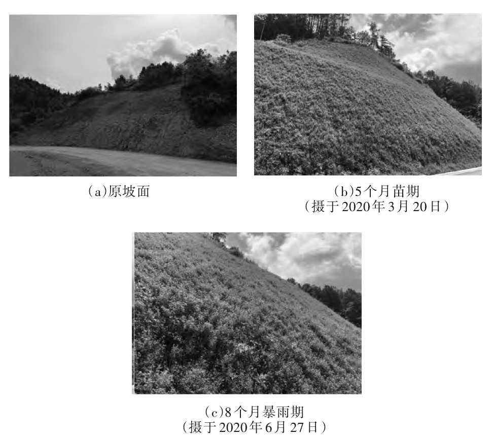 绿色生态公路建设,生态混凝土护坡技术与应用