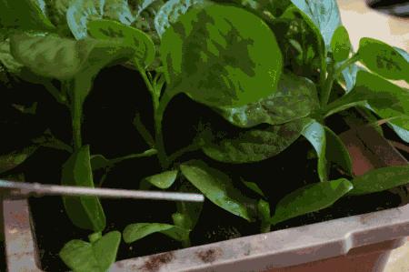 木耳菜能生吃的吗,木耳菜可以随便吃吗