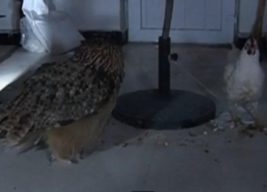 黑天鹅被盗事件,天鹅失踪事件