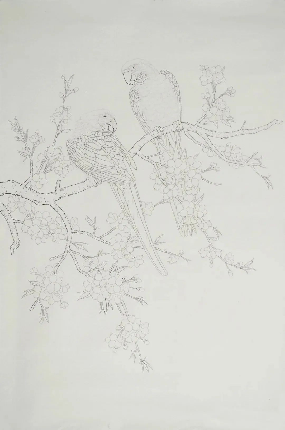 工笔画鹦鹉技法大全,工笔鹦鹉的画法和视频