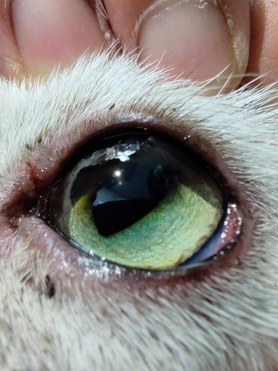 猫角膜溃疡角膜破损的治疗,猫角膜溃烂化脓用什么药