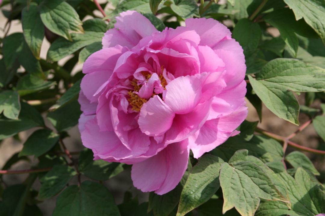 小众公园北京,北京欧式小众公园