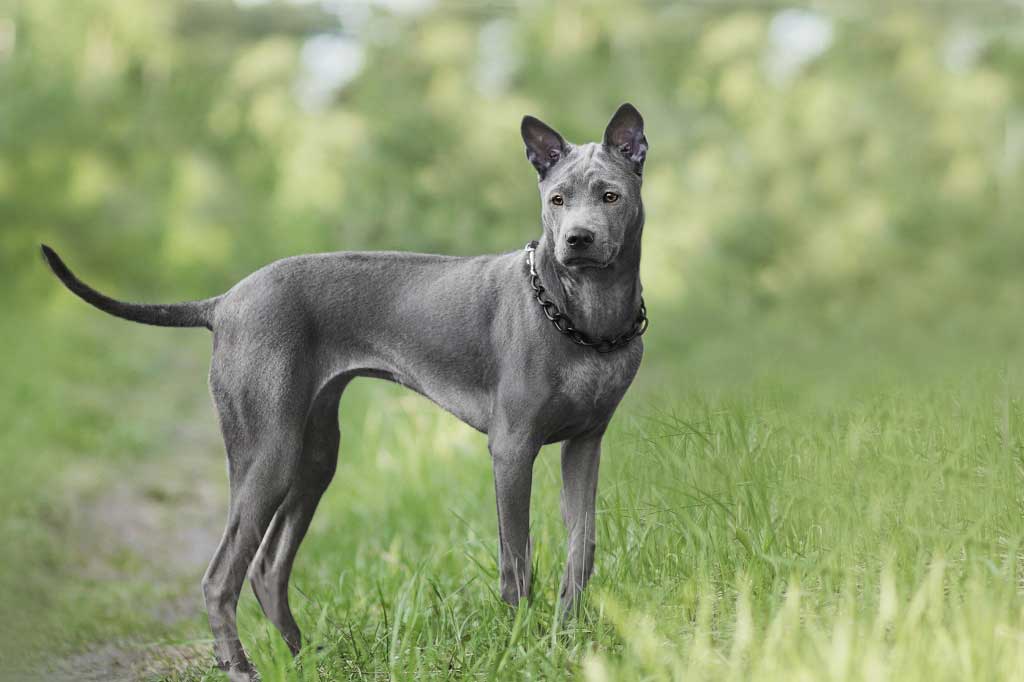 宠物狗最贵最受欢迎的犬叫什么,狗狗排行榜世界十大名犬
