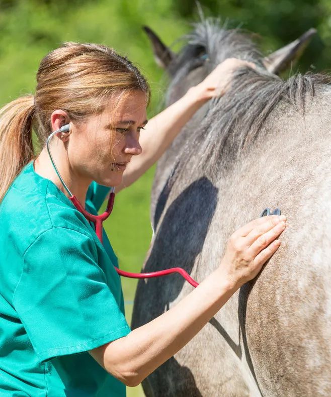 新手买马买什么马好,买马要办什么证件