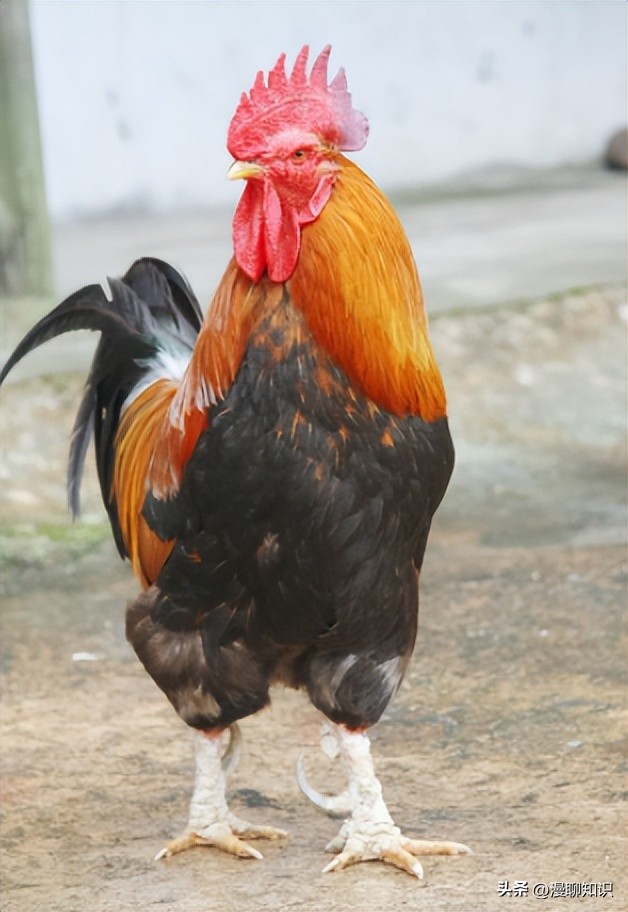 鸡沙门菌能引起鸡白痢吗,鸡白痢沙门氏菌病的研究进展