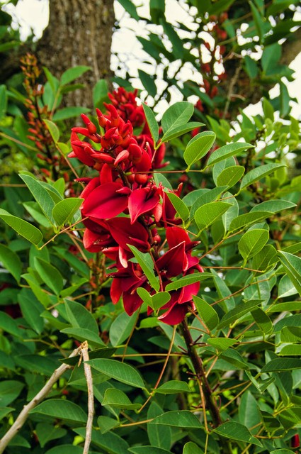 珊瑚树理财,珊瑚树小说