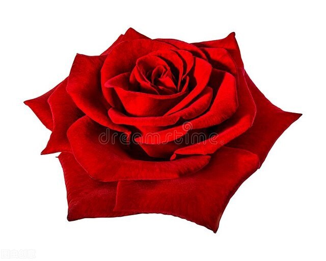 几朵玫瑰的花语是什么,19朵粉玫瑰花的花语和寓意是什么