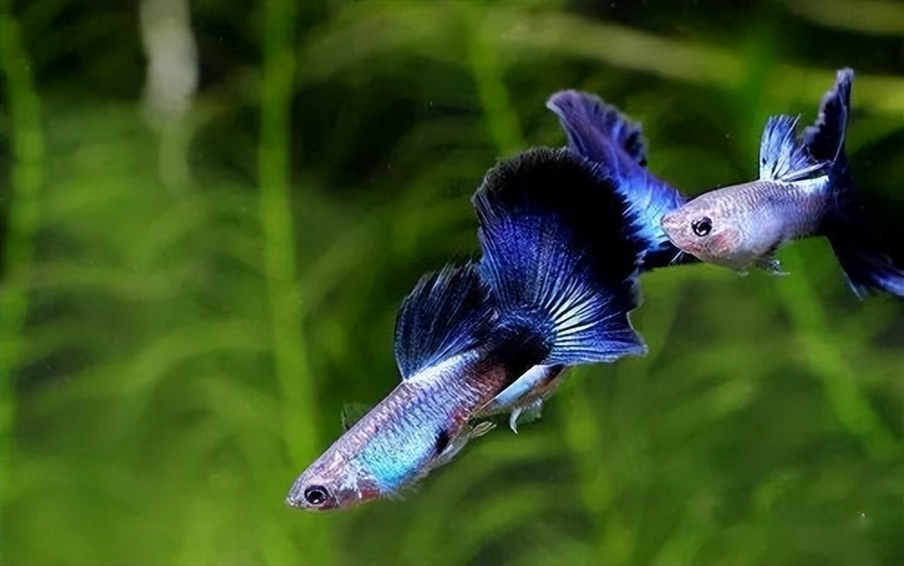 大的孔雀鱼跟小的孔雀鱼会繁殖吗,野生孔雀鱼和精品孔雀鱼繁殖