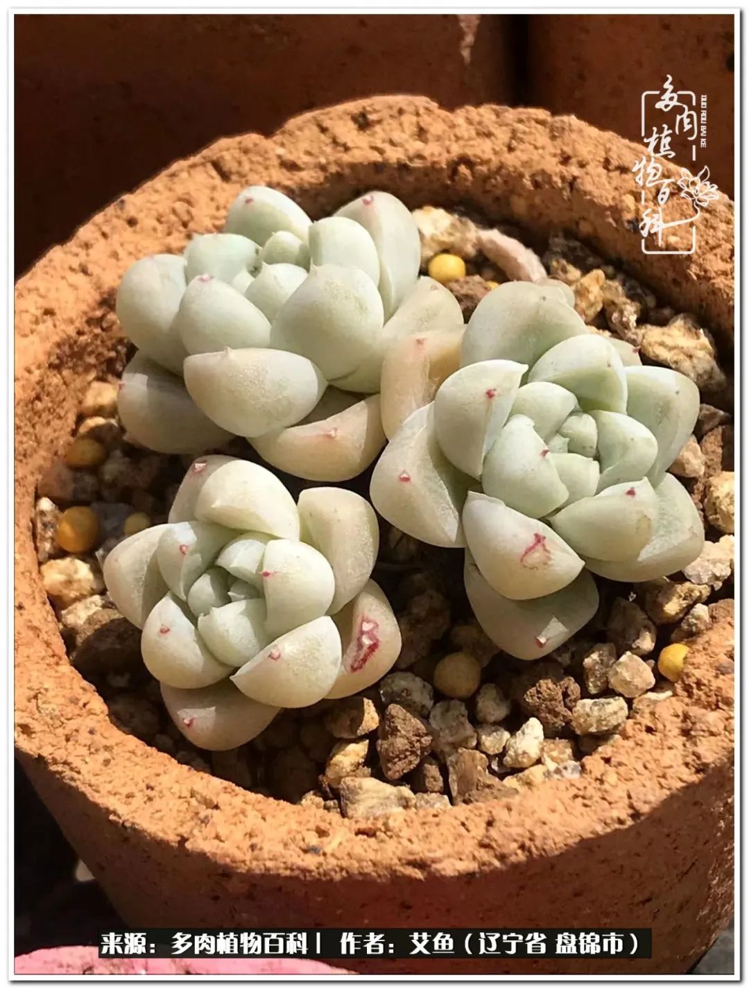 养多肉的意外之喜,养了五年的多肉就剩这几个