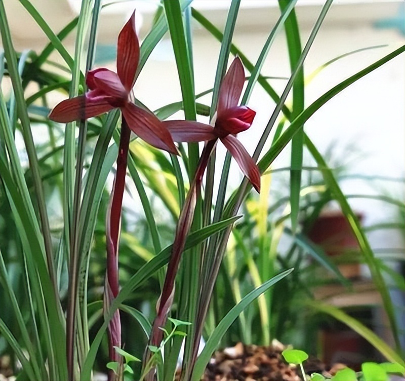 这才是中国名贵兰花,比较名贵的兰花