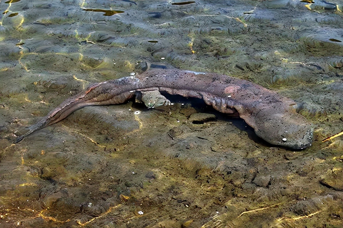 大鲵选育研究和病毒疫苗研发