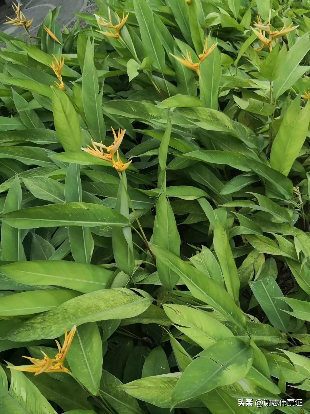 海南风情区,海南风情