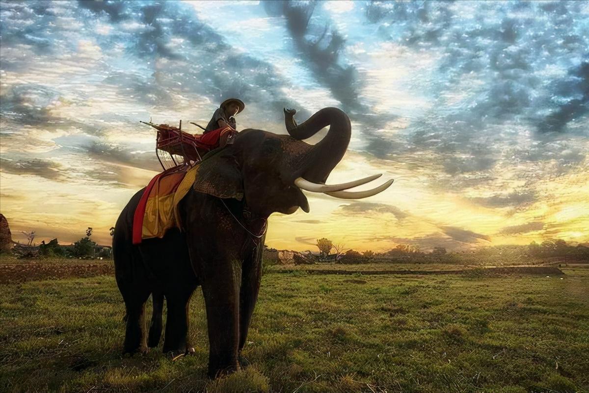 十大珍稀动物比大熊猫还稀有,比大熊猫还珍稀的十种动物