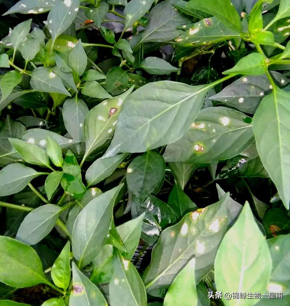 辣椒白星病用什么药治,分不清黄灯跟红灯如何解决