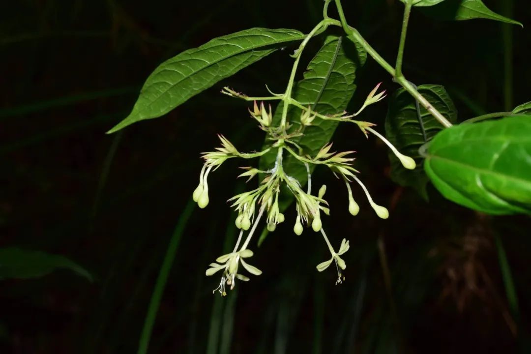 养了一年的垂丝茉莉终于开花了,垂丝茉莉立秋后如何养护