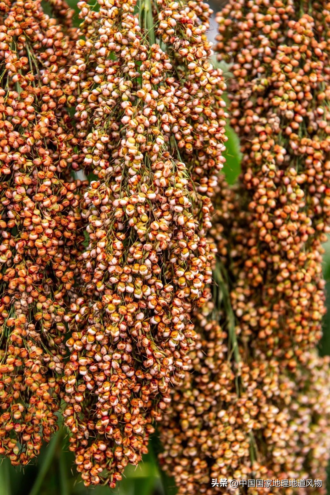 茅台酒的味道是香精调出来的吗,茅台酒的酱香是什么酱