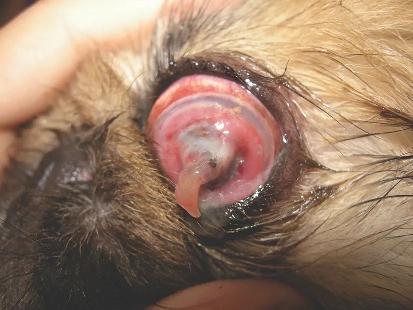 犬角膜溃疡能用激素吗,眼角膜溃疡怎么治