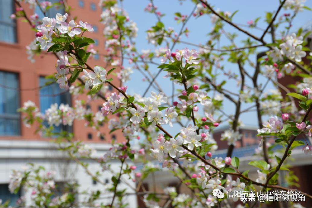 信阳文化渗透,信阳羊山中学传统文化