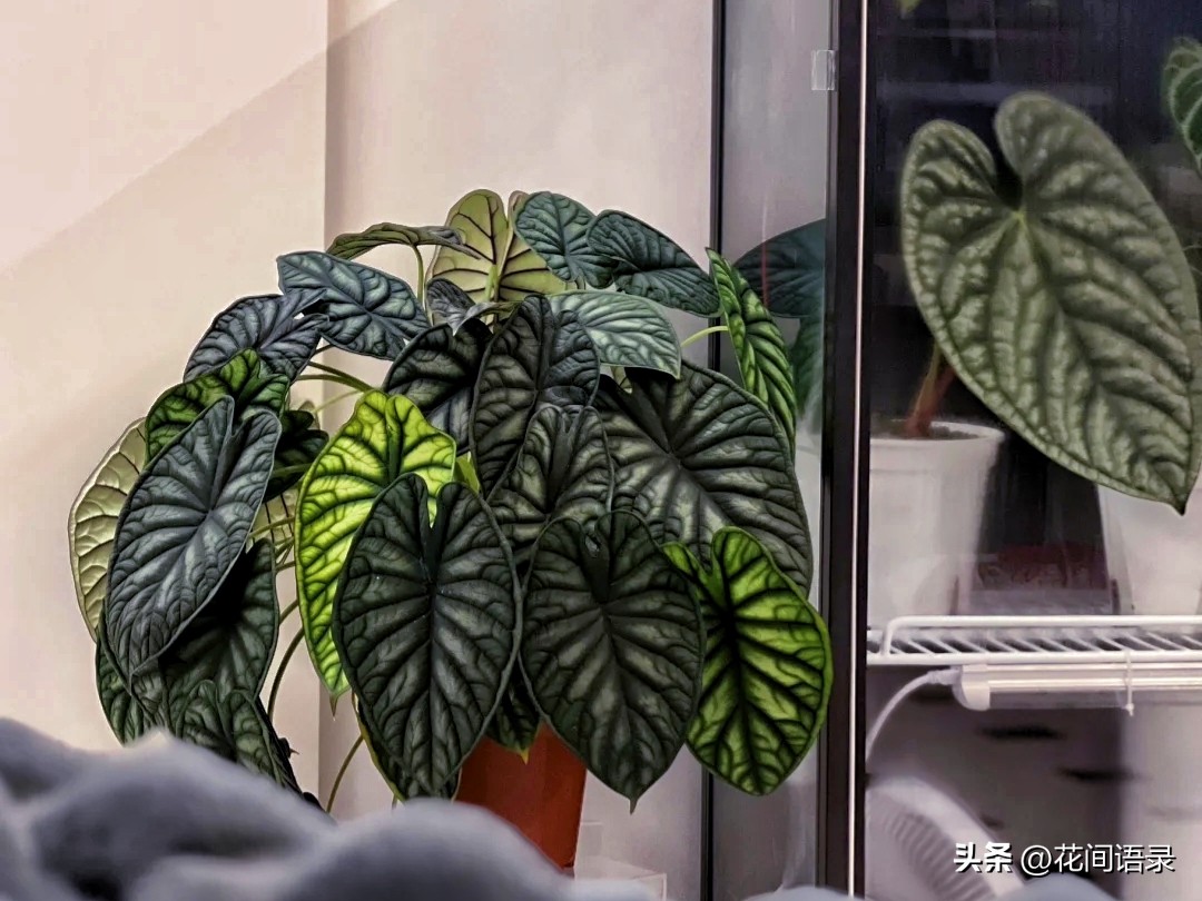 适合室内养的大叶矮壮绿植,室内超大叶片绿植