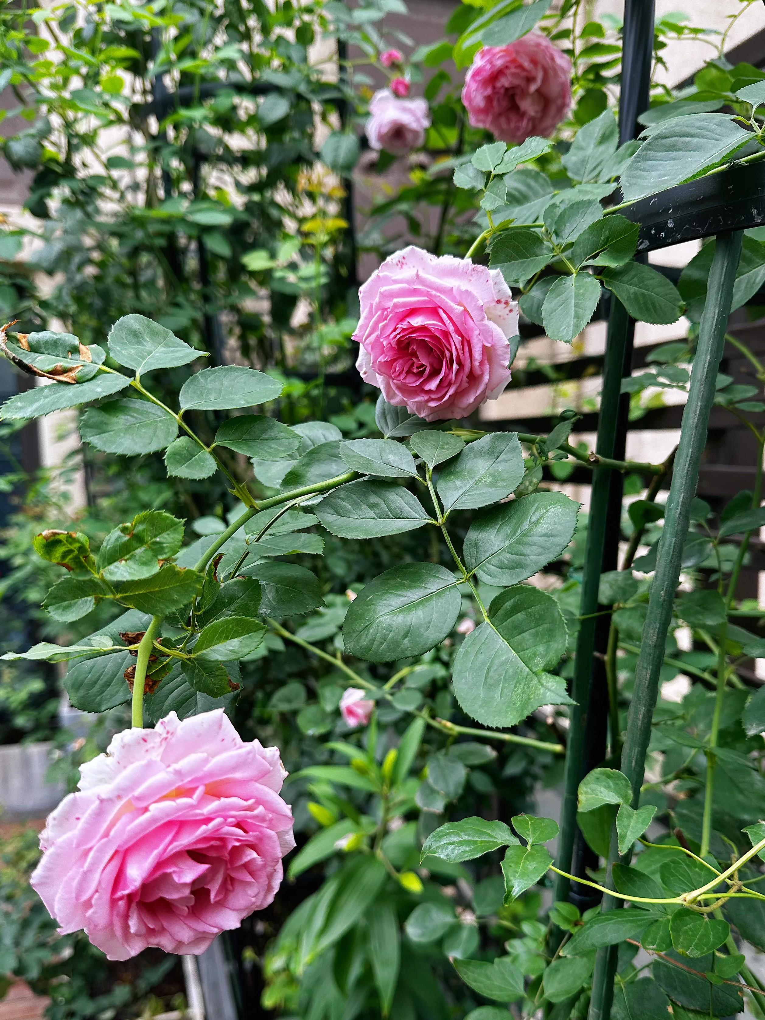 多季节开花的月季有哪些,夏天月季开花不标准