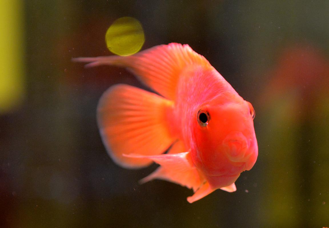 鹦鹉鱼养殖方法及注意事项,鹦鹉鱼的养殖方法和注意事项