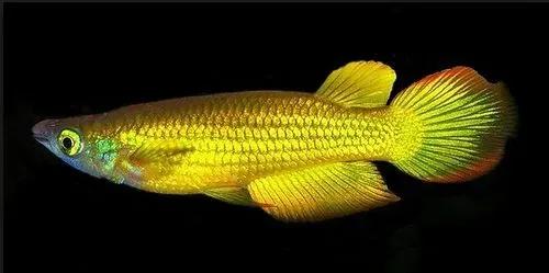 各种漂亮鱼的名称及图片,漂亮可爱的海水观赏鱼