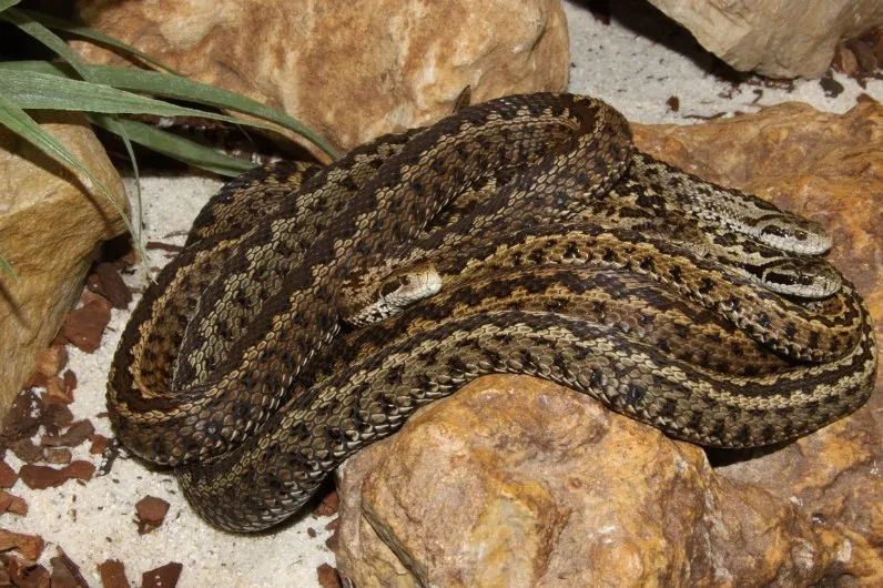 「原来欧洲有这么多种蛇？！」偷师卡塞尔的豢龙大师·下