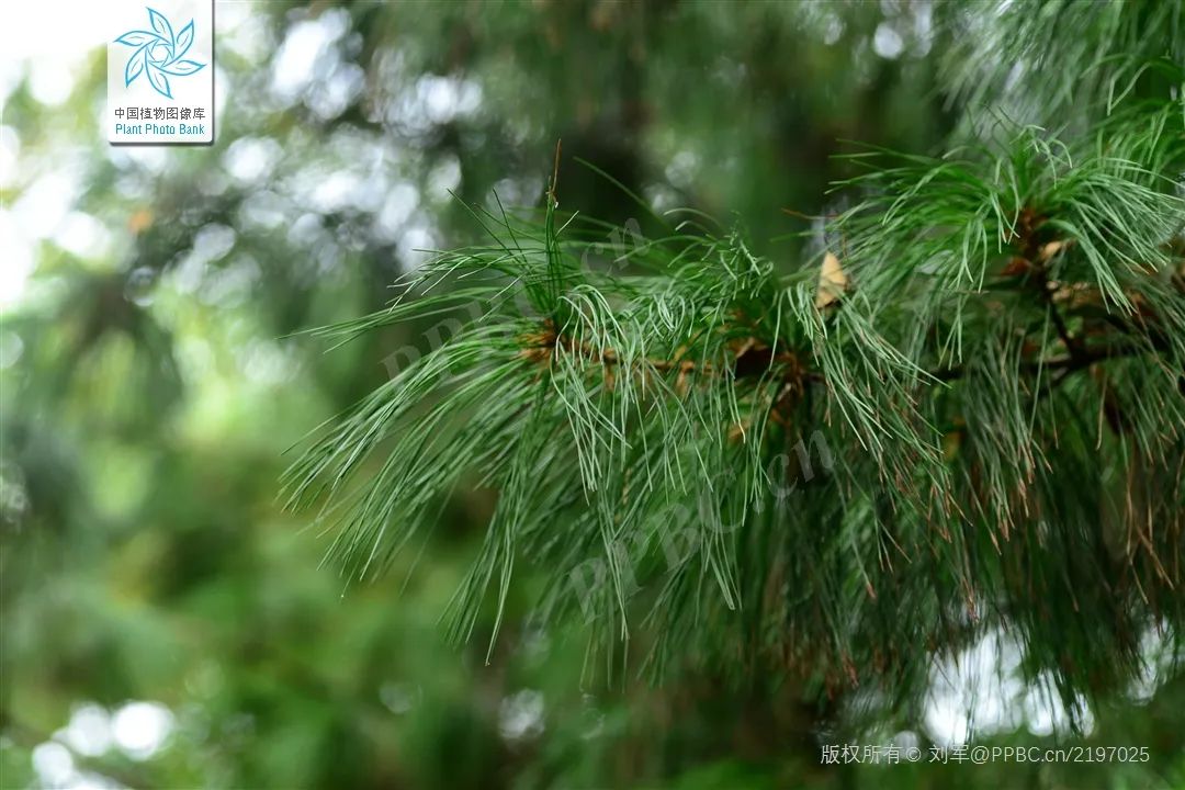 第一批中国珍稀濒危保护植物名录,2022国家林草局珍稀植物保护