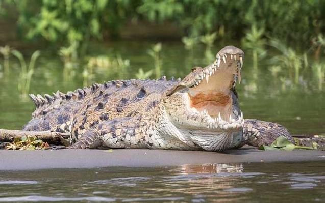 广东鳄鱼暴雨中出逃已抓回36条,暴雨致养殖场70多条鳄鱼出逃
