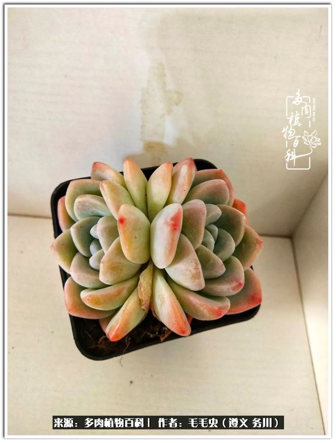 多肉可抵岁月,多肉之花语