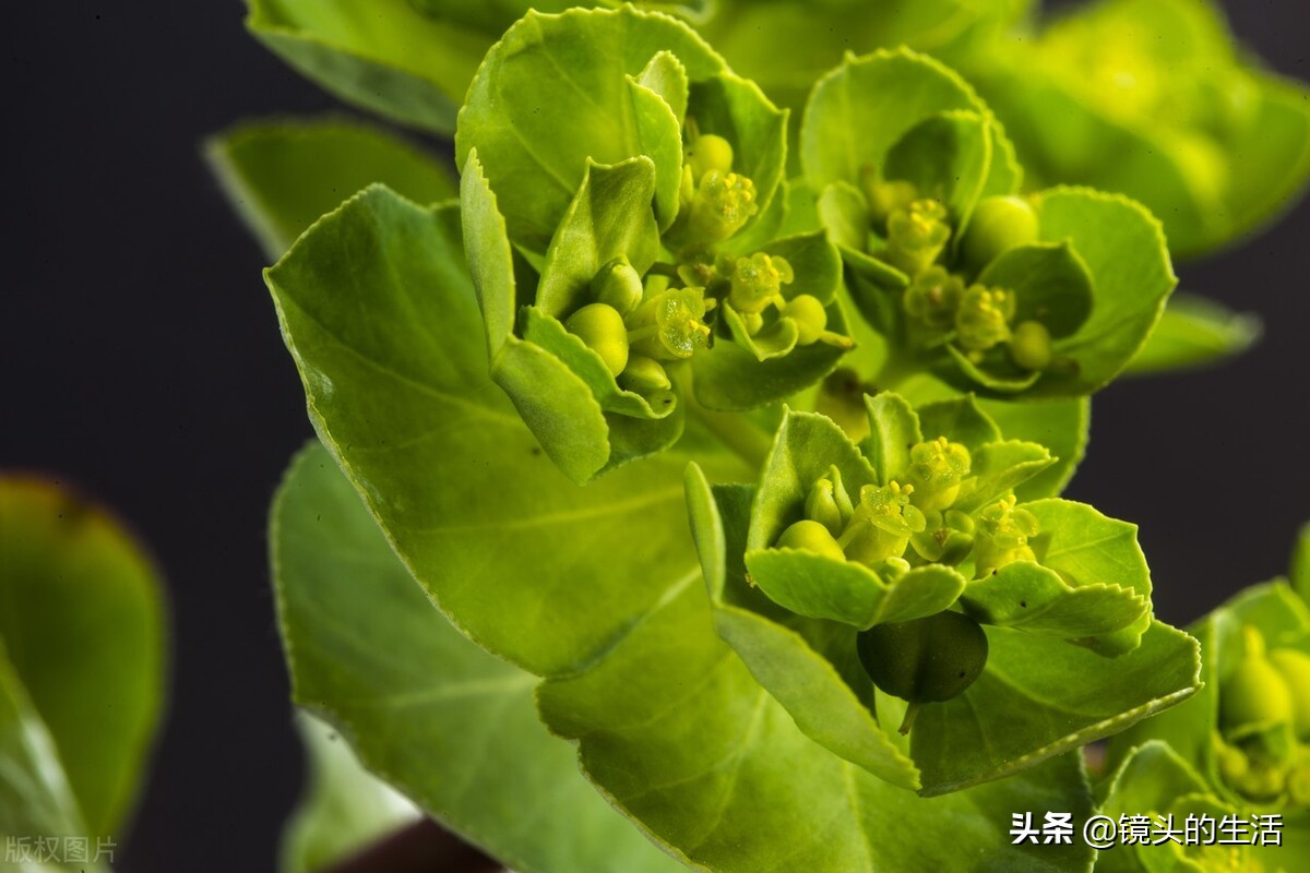 农村遍地都是宝农村的野菜挖不完,农村不要钱的野菜有哪些