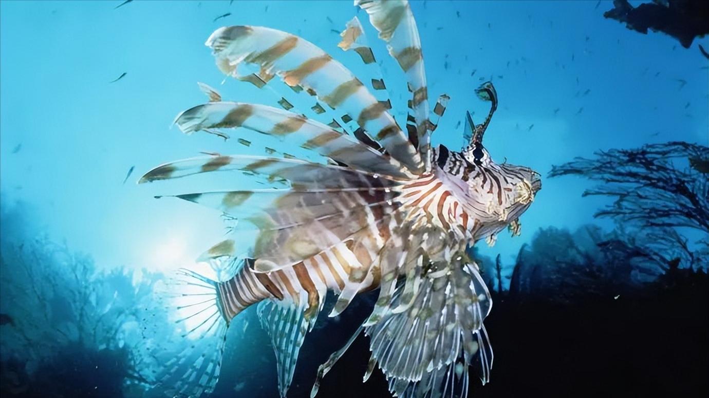 比巨齿鲨更恐怖的十种海怪,比巨齿鲨可怕的六种海怪