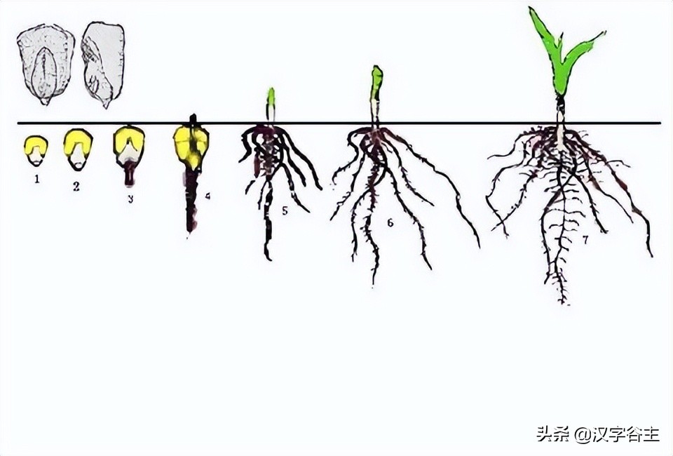 姹夊瓧妞嶇墿,鑽夋湪姹夊瓧