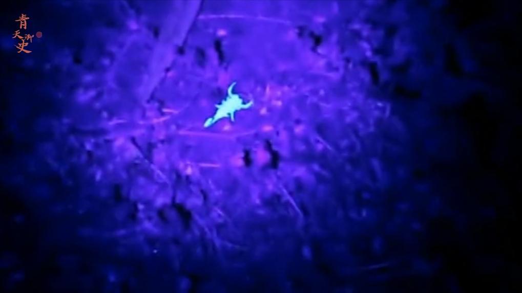 盘点十种神奇动物的价格,盘点五种有巨毒的生物