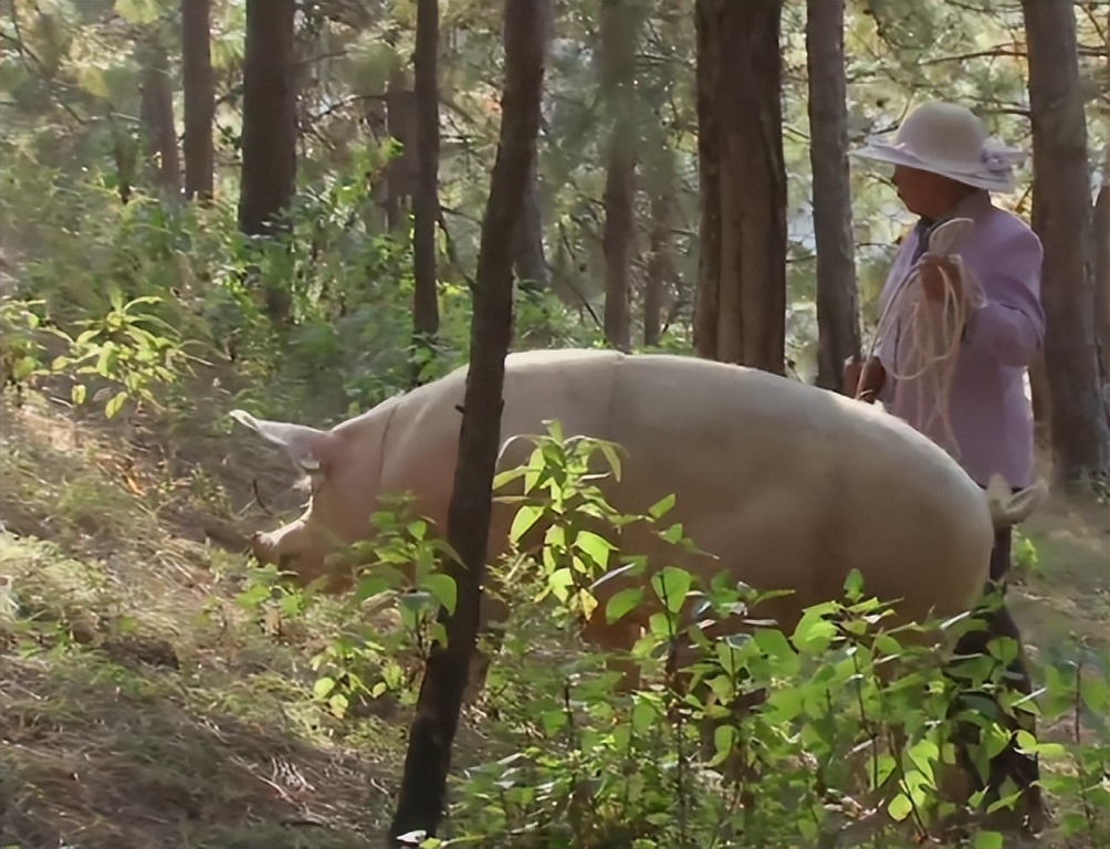 云南教师考察时发现商机，大山里挖“土疙瘩”，一公斤能卖5000元