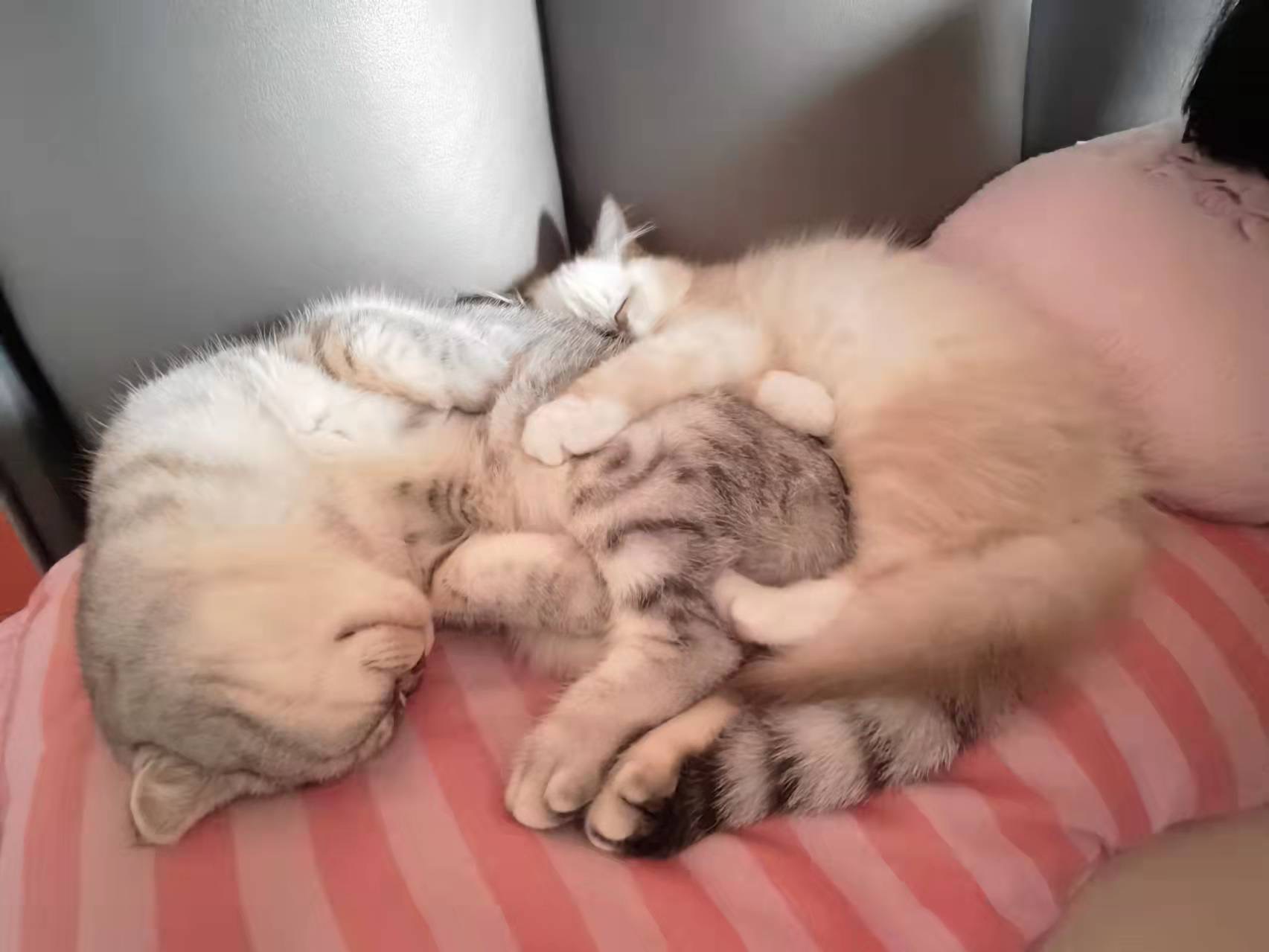 双十二纯福猫粮囤货指南,双十二最适合入手的猫粮